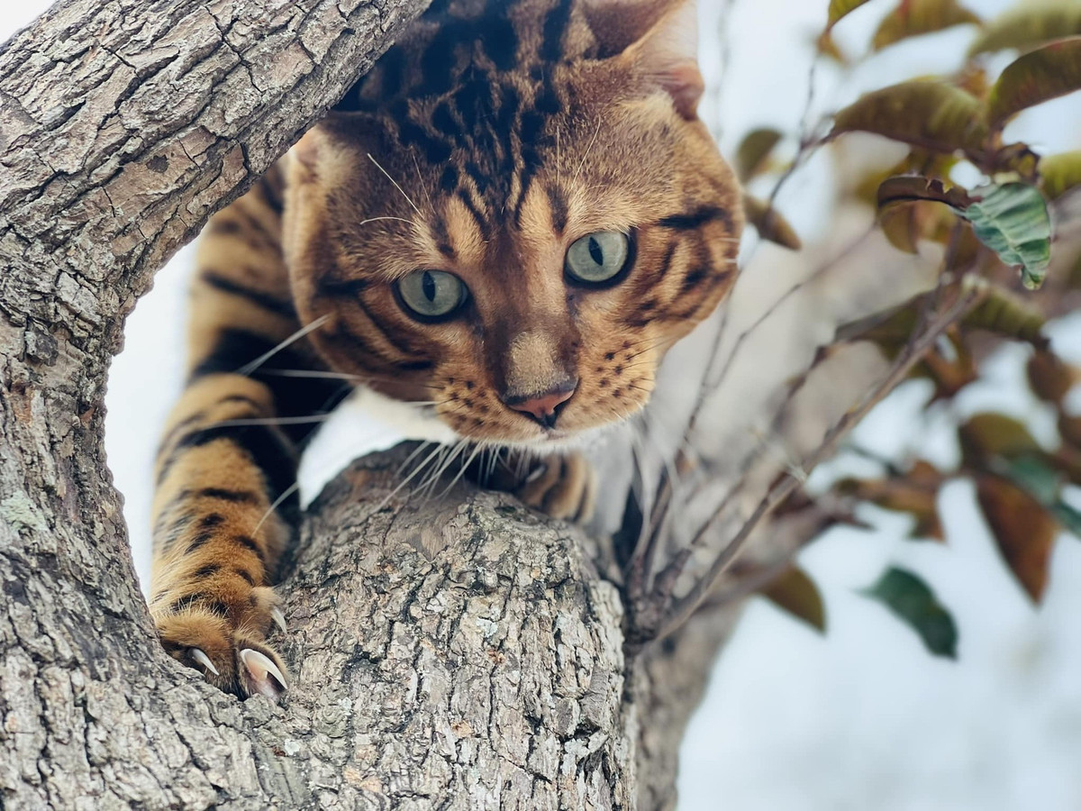 Mặc dù được lai chéo với mèo rừng nhưng tính cách của Bengal đã được thuần dưỡng nên có thể trở thành một loại thú cưng thông thường.