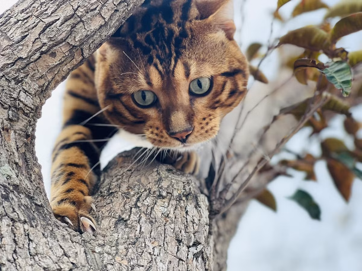 Mặc dù được lai chéo với mèo rừng nhưng tính cách của Bengal đã được thuần dưỡng nên có thể trở thành một loại thú cưng thông thường.