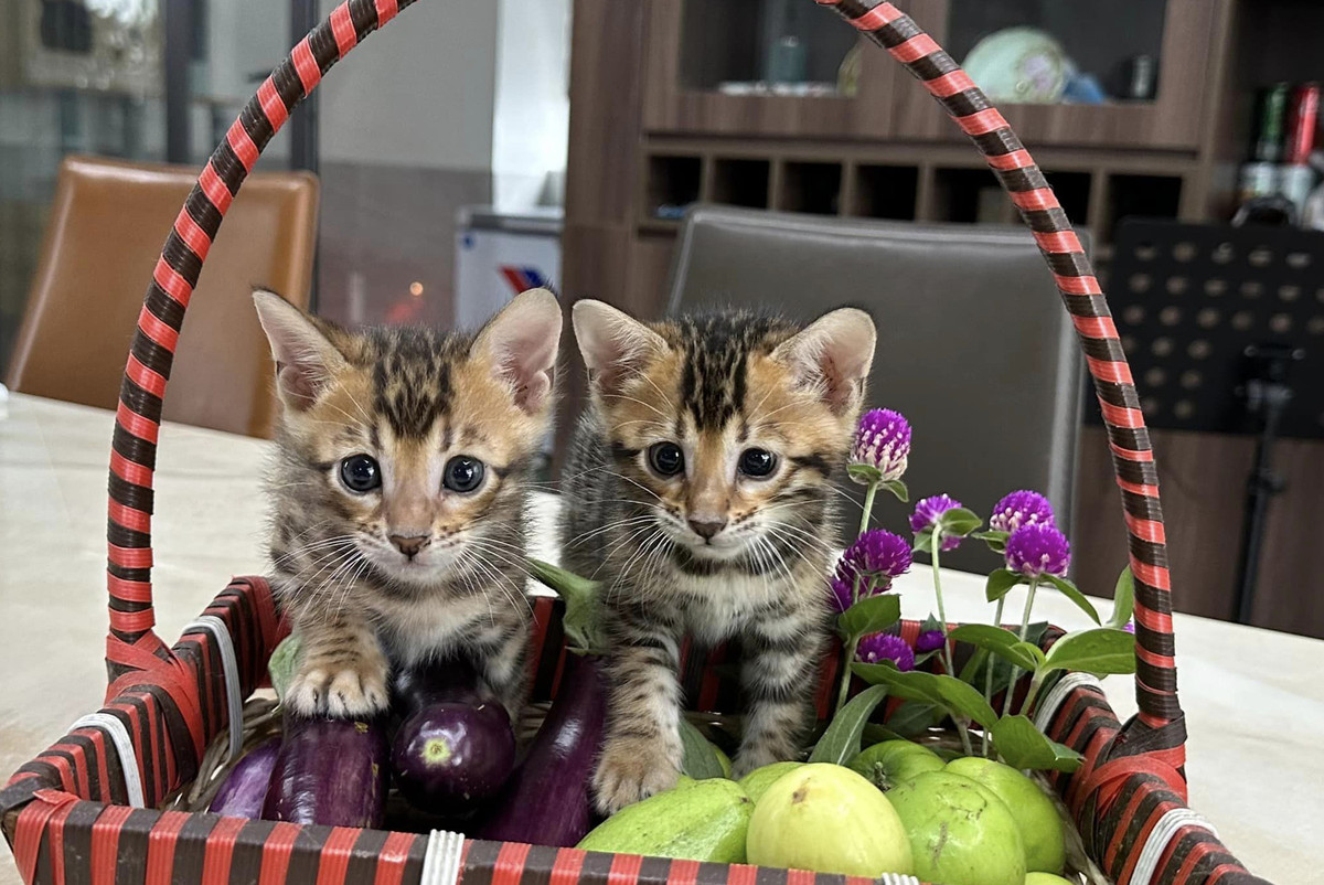 Ba con Bengal nhà Trọng Tấn được nuôi từ lúc còn nhỏ và tỏ ra biết điều, rất hợp tác với gia đình.