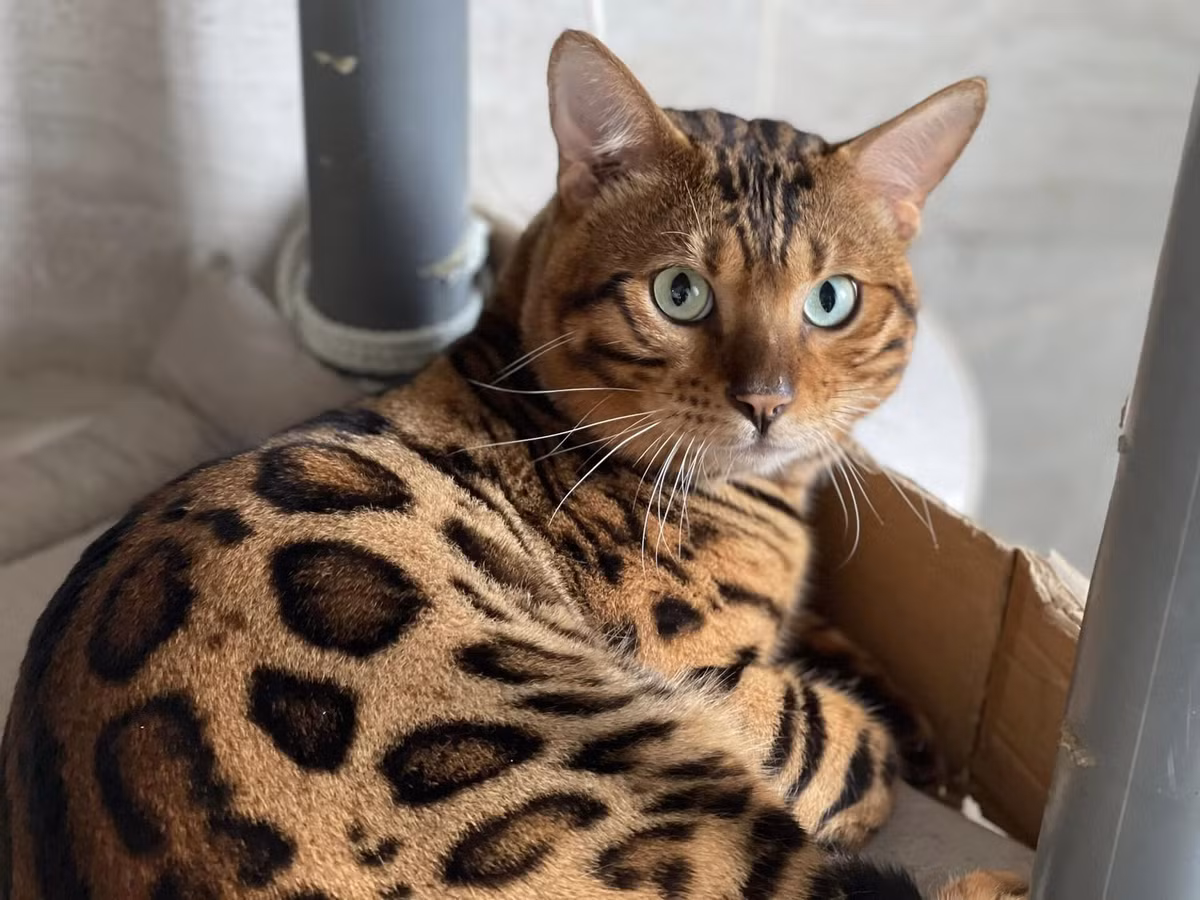 Mèo Bengal là con lai thế hệ F4, F5 giữa mèo hoang châu Á và mèo nhà của Mỹ và đã được Hiệp hội mèo thế giới TICA công nhận vào năm 1983.