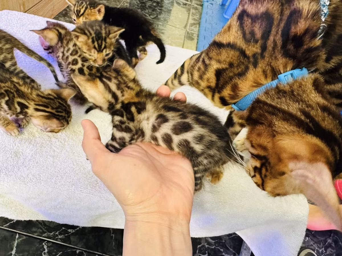 Đan Trường nuôi mèo Bengal mẹ từ lúc nhỏ xíu, đến nay, nó sinh thêm đàn con đông đúc, mỗi con giá khoảng 10-15 triệu đồng.