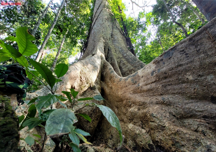 Bộ rễ cực lớn nổi trên mặt đất tạo thành nhiều hang hốc kín làm nơi trú ngụ cho vài loài động vật rừng nhỏ.