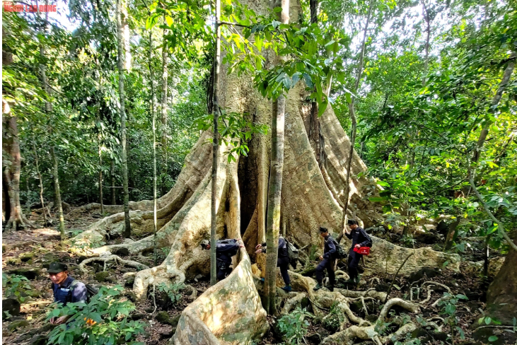 Không chỉ riêng 2 cây tung, trong Vườn quốc gia Cát Tiên còn vô số loại cây quy hiếm mà bên ngoài khó có thể tìm thấy. Nhiều năm qua, lực lượng bảo vệ rừng thường xuyên tuần tra, bảo vệ nghiêm ngặt rừng để đến ngày nay vẫn còn hệ sinh thái rừng phong phú như Cát Tiên đến tận ngày nay. Tuy nhiên, hệ sinh thái rừng ấy cũng như những "cụ" Tung như thế không biết liệu có còn nếu để 3 dự án thủy điện Đắk R'lấp 1, Đắk R'lấp 2, Đắk R'lấp 3 triển khai, thọc vào "tim" Vườn quốc gia Cát Tiên?