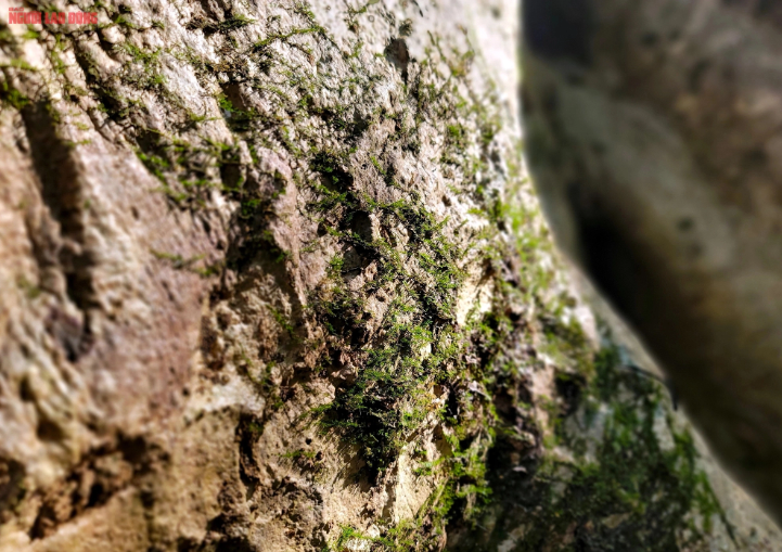 Không chỉ mang trên mình hệ thống dây leo chằn chịt, gốc cây còn có rất nhiều loại rong rêu mà chỉ khi vào rừng mới có thể thấy được.