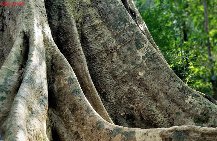 Dấu vết rêu phong trên bộ rễ cây đại thụ có tuổi đời nửa thiên niên kỷ. Ngoài gỗ tung làm vật dụng hàng ngày thì vỏ cây có thể dùng làm chất nhuộm vải của người đồng bào dân tộc thiểu số.