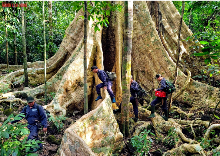 Trong Vườn quốc gia Cát Tiên có 2 cây Tung đại thụ. Không nổi tiếng như cây Tung được đặt tên "Thằn lằn sấm" 400 năm tuổi thường được nhiều người "check-in" trên mạng xã hội của vườn, cây Tung chúng tôi đến chiêm ngưỡng - mà theo hướng dẫn viên thì cây khoảng 500 tuổi - nằm gần trục đường mòn xuyên rừng, cách lối vào rừng khoảng 2,5 km. Để vượt qua quãng đường này, phải mất khoảng 30 phút đi bộ đường mòn.