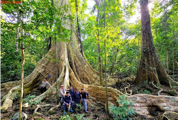Dù đã được giới thiệu trước về cây Tung đại thụ nằm sâu trong rừng già Cát Tiên nhưng đoàn chúng tôi (trừ lực lượng bảo vệ rừng và các chuyên gia) không thể ngăn nổi ngạc nhiên khi đến được nơi cây Tung cổ thụ đang sừng sững vươn cao.