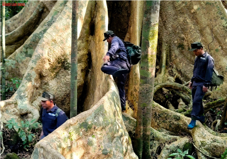 Hệ thống rễ bạnh vè của cây nổi, bò loằng ngoằng trên mặt đất dài hàng chục mét, cao đến gần 2 m. Toàn thân cây cao khoảng 40-50 m. "Có một đoàn khoảng gần 30 người vào đây, nắm tay nhau vẫn không đo được hết phần to nhất của gốc cây này" - người hướng dẫn chia sẻ.