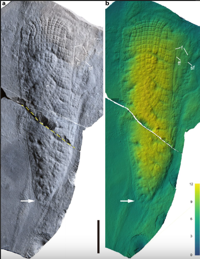 Phat hien sinh vat la 550 trieu tuoi o Trung Quoc-Hinh-2