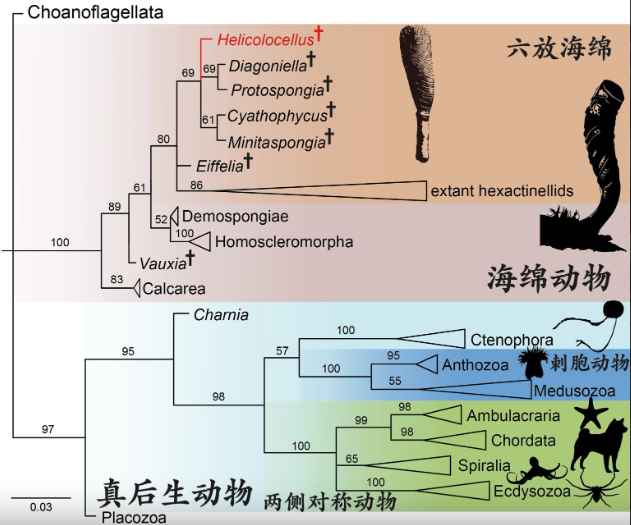Phat hien sinh vat la 550 trieu tuoi o Trung Quoc-Hinh-3