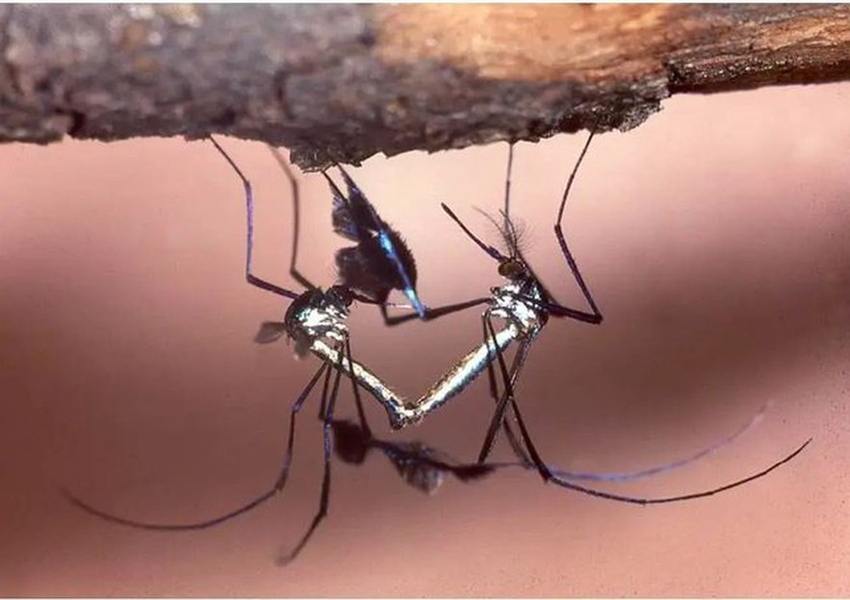 Thân hình thon gọn, cân đối, vẻ ngoài đầy màu sắc, óng ánh giúp muỗi Sabethes trở thành ‘hoa khôi’ trong thế giới của các loài muỗi, đồng thời trở thành đối tượng được các nhiếp ảnh gia, nhà sinh vật học "săn đón".