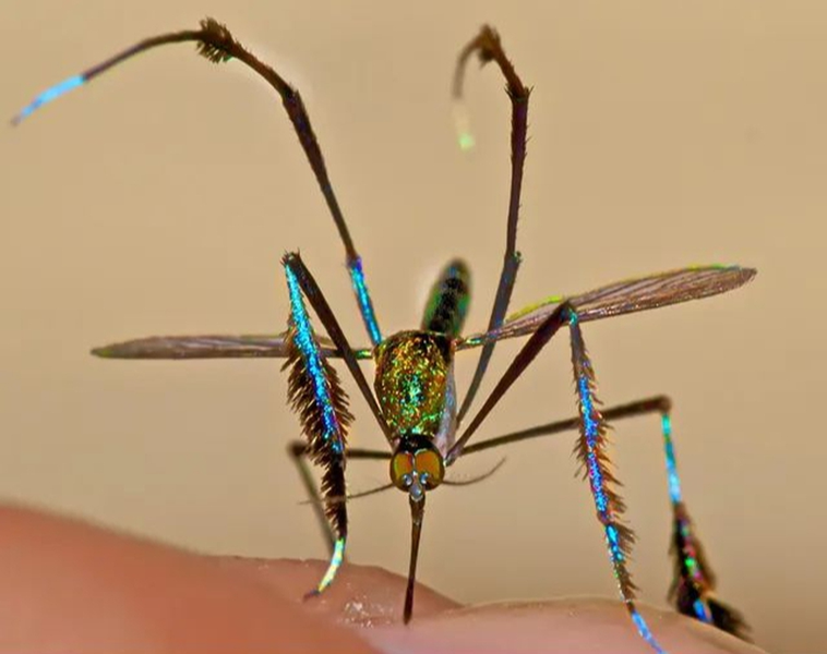 Hai chân sau uốn cong trên cơ thể khi kiếm ăn cũng rất ấn tượng và giúp tạo nên vẻ ngoài hết sức đặc biệt của Sabethes.