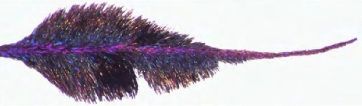 Cận cảnh đôi chân mái chèo đầy lông của muỗi Sabethes.