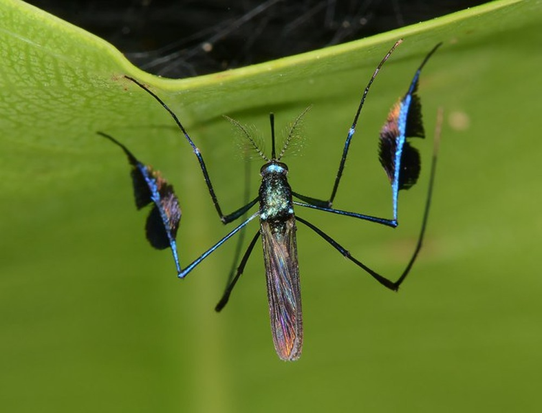 Muỗi Sabethes có màu sắc tuyệt đẹp khiến con người khó lòng chấp nhận được chúng là một loài muỗi. Màu sắc tươi sáng khác với nhiều loài muỗi này có liên quan đến thị giác phát triển của chúng.