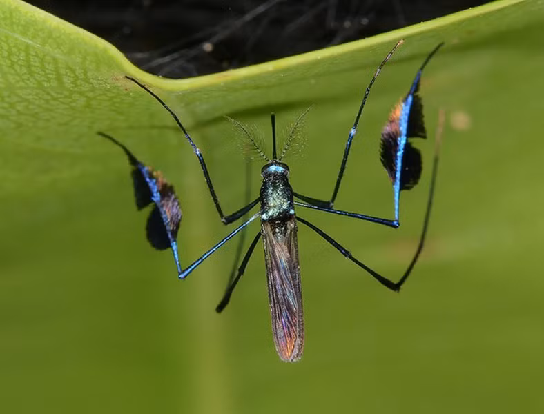 Muỗi Sabethes có màu sắc tuyệt đẹp khiến con người khó lòng chấp nhận được chúng là một loài muỗi. Màu sắc tươi sáng khác với nhiều loài muỗi này có liên quan đến thị giác phát triển của chúng.