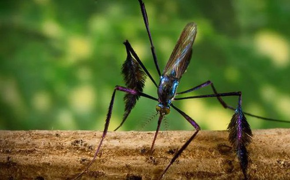 Thế giới tự nhiên có một loài muỗi, tên khoa học là Sabethes cyaneus, sống trong các khu rừng nhiệt đới ở Nam và Trung Mỹ. Sabethes cyaneus được mệnh danh là loài muỗi đẹp nhất thế giới.