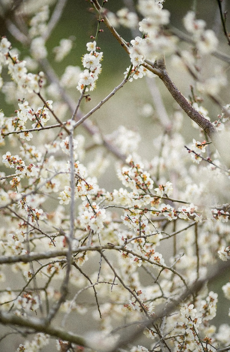 Trước đây, hoa mơ chỉ mọc rải rác trên triền đồi và ven đường. Hiện tại, người dân trồng thành những khu vườn rộng lớn. Nhìn từ trên cao, từng chùm hoa trắng tinh khôi như phủ một lớp tuyết trên những ngọn đồi.