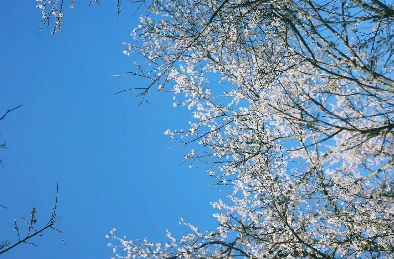 Từ tháng 1 đến tháng 3, hoa mơ bắt đầu nở rộ, "thay áo mới" cho những triền đồi ở Mộc Châu (Sơn La). Năm nay, mùa hoa đến sớm. Khoảng vài tuần nữa, sắc trắng của hoa ban sẽ hòa trộn cùng sắc hồng của hoa đào, tạo nên bức tranh mùa xuân bừng sáng cho vùng rẻo cao.