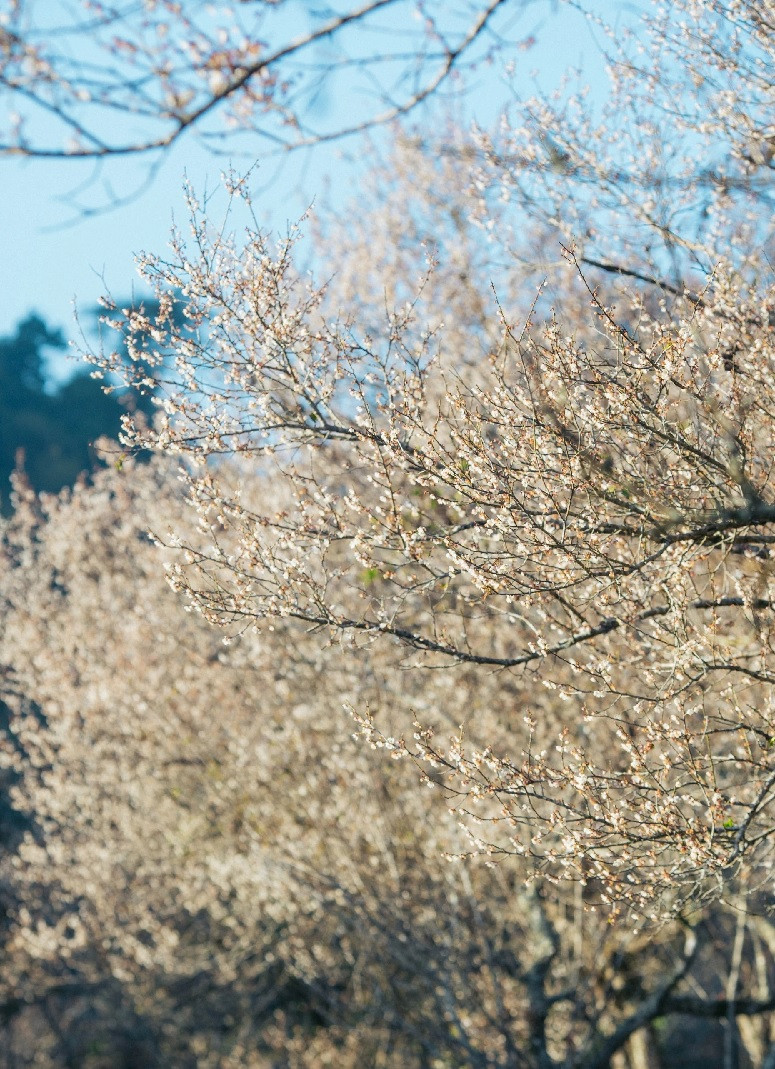 Hoa ban được người dân Mộc Châu gọi là vua của những loài hoa núi rừng vì toát lên vẻ đẹp tinh khiết, dịu dàng như nàng thơ Tây Bắc. Loài hoa này có cánh tròn, mỏng, màu trắng trong và nhụy hoa ửng đỏ. Khi cây trụi hết lá, hoa mới hé nụ, bung nở. Thoạt nhìn, hoa mơ có hình dạng giống với hoa mai nên còn có cái tên khác là hoa mai rừng.