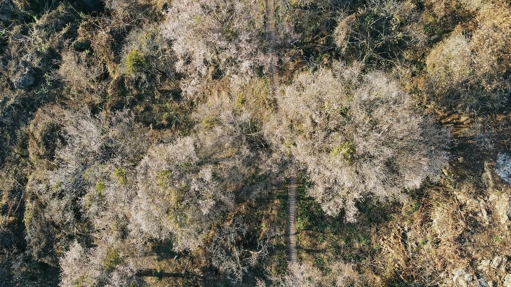 Vũ Quang Kiên (29 tuổi, sống tại Mộc Châu) đã tìm thấy vườn hoa mơ nở sớm nhất năm nay. "Tôi cùng nhóm bạn lang thang tìm những vườn hoa đang nở. Nhờ chiếc flycam, tôi phát hiện đồi mơ 77 đang nở trắng một góc trời. Khu vực này hoa nở sớm so với những khu vực khác", người này cho biết.
