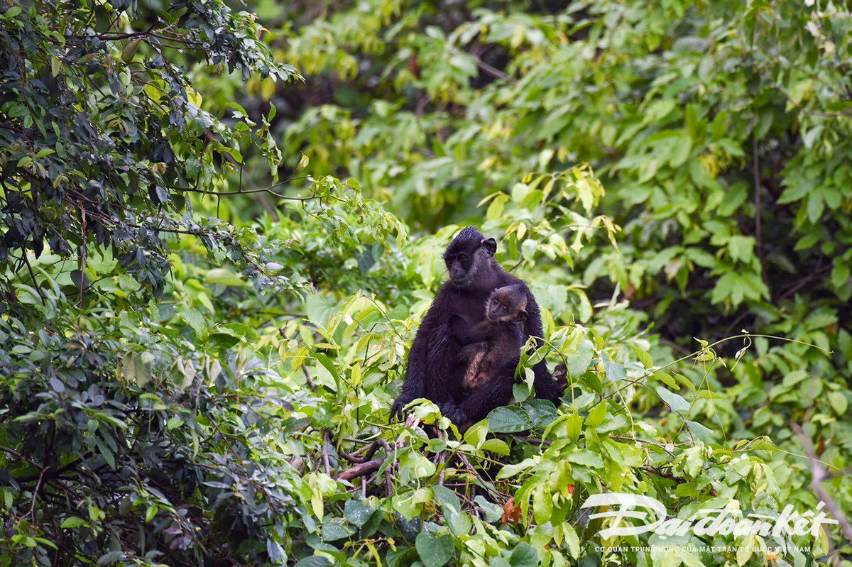 Theo ông Trần Xuân Quang - Giám đốc HTX dịch vụ du lịch sinh thái Vân Long cho biết: Hiện trong Khu bảo tồn Vân Long ước tính còn khoảng 200 cá thể voọc mông trắng, nhiều nhất Việt Nam. Ảnh: Đình Minh