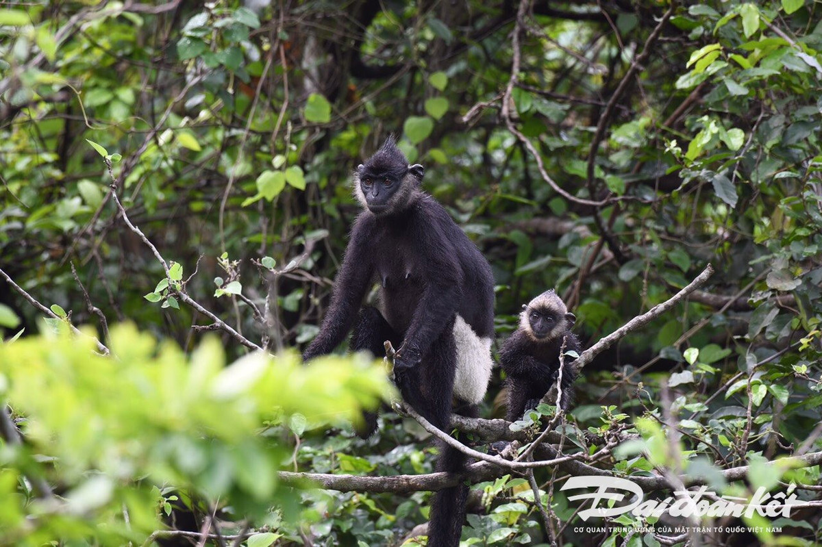 Tại khu bảo tồn thiên nhiên này, hiện có trên 450 loài thực vật bậc cao (8 loài được ghi trong sách Đỏ Việt Nam); 39 loài động vật (có 12 loài quý hiếm).