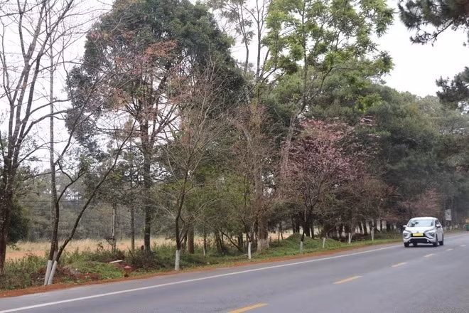 Phat trien Mang Den thanh thi tran Hoa Anh Dao-Hinh-2