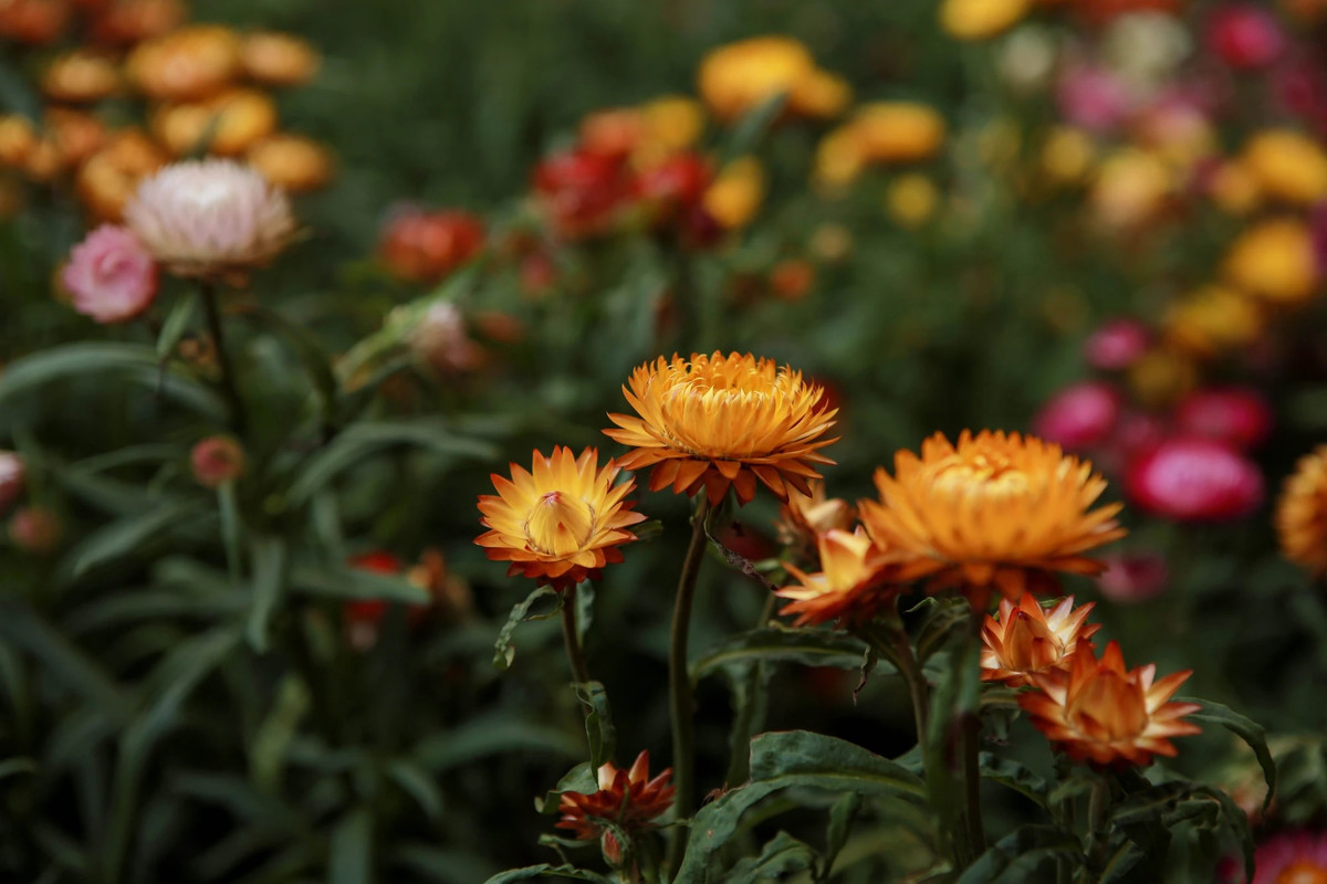 Hình ảnh những bông hoa bất tử rực rỡ trong phim đã nhanh chóng "gây sốt" trên mạng xã hội, khiến nhiều bạn trẻ tò mò và muốn tìm đến địa điểm này để trải nghiệm.