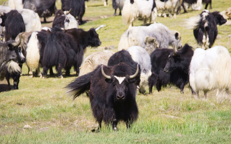 Dù không phải là con vật thiêng liêng, nhưng bò Yak luôn đóng vai trò vô cùng quan trọng trong văn hóa Tây Tạng. Hình ảnh của nó nhắc nhở con người về ý chí sống mạnh mẽ, can trường ở vùng núi cao hẻo lánh và khắc nghiệt.