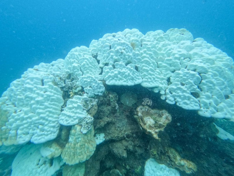 Hiện tượng tẩy trắng san hô được kích hoạt bởi tình trạng bất thường về nhiệt độ nước khiến san hô trục xuất các loại tảo đầy màu sắc sống trong các mô của chúng. Khi đó màu sắc rực rỡ của san hô biến mất.