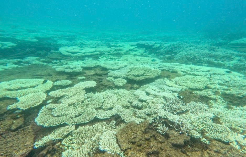 Quá trình khảo sát, bước đầu ghi nhận lượng san hô bị tẩy trắng và chết với tỷ lệ khá lớn.