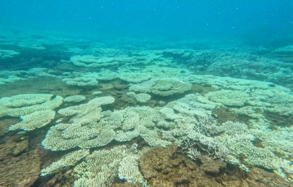 Quá trình khảo sát, bước đầu ghi nhận lượng san hô bị tẩy trắng và chết với tỷ lệ khá lớn.