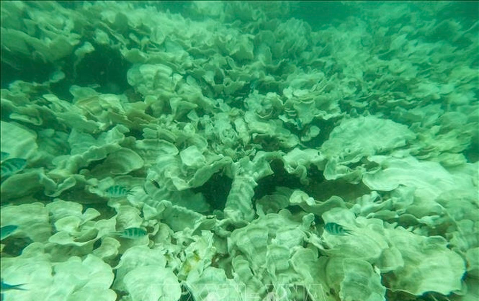 Nếu không có sự hỗ trợ của tảo trong việc cung cấp chất dinh dưỡng thì san hô không thể tồn tại.