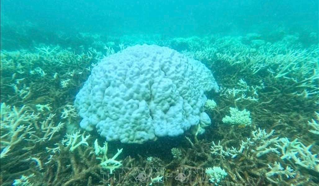 Hiện tượng san hô chết và bị tẩy trắng đã diễn ra nhiều tại Côn Đảo. Nặng nhất là những năm 1998, 2010, 2016 do hiện tượng El Nino.