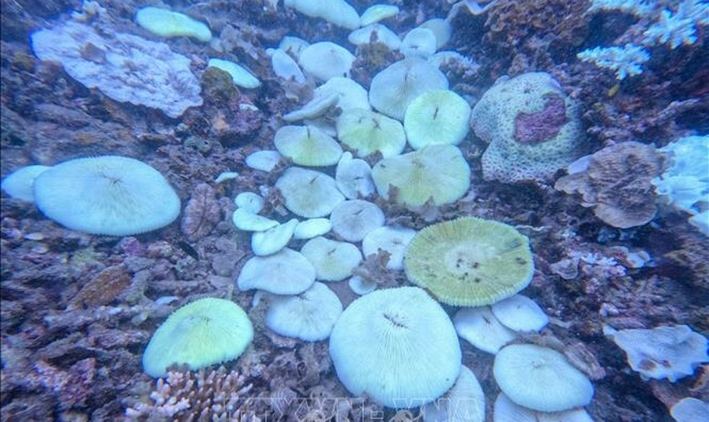 Nếu tẩy trắng nghiêm trọng và kéo dài, số lượng lớn san hô có thể bị xóa sổ.