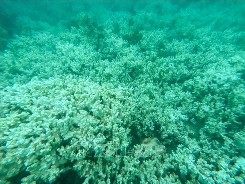 Một số loài san hô bị tẩy trắng có thể phục hồi đáng kể và có khả năng phục hồi nếu nhiệt độ nước biển giảm.