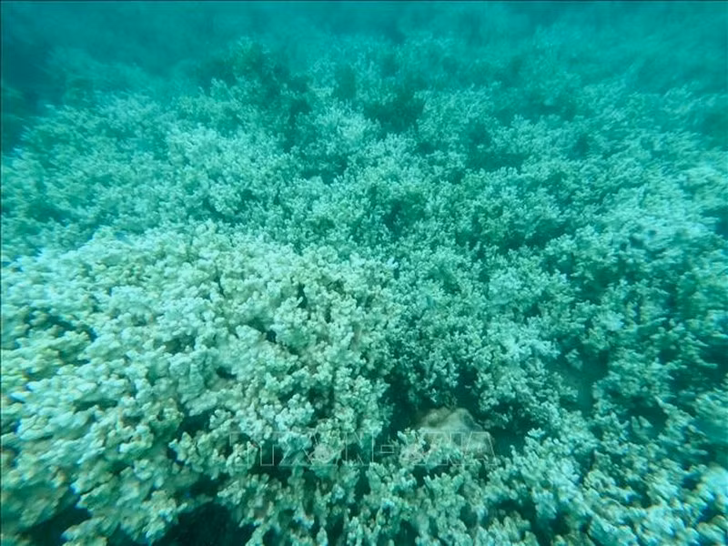 Một số loài san hô bị tẩy trắng có thể phục hồi đáng kể và có khả năng phục hồi nếu nhiệt độ nước biển giảm.