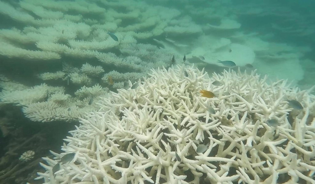 Hiện, Ban quản lý Vườn Quốc gia Côn Đảo đã đề xuất Viện Hải dương học Nha Trang, phối hợp khảo sát, đánh giá cụ thể tỷ lệ san hô chết, bị tẩy trắng tại các đảo.