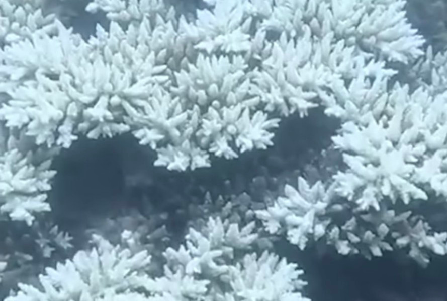 Ban quản lý Vườn quốc gia Côn Đảo đã tổ chức khảo sát thực tế các rạn san hô vùng biển: Vịnh Côn Sơn, Hòn Bảy Cạnh, Hòn Cau, Vịnh Đầm Tre, Hòn Tre Nhỏ, Hòn Tre Lớn, Ông Đụng, Hòn Bà, Hòn Tài và Hòn Trứng.