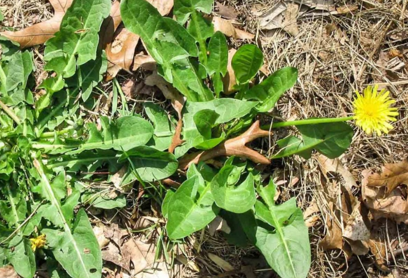 Bai thuoc tu cay bo cong anh trong ho tro chua viem gan cap tinh