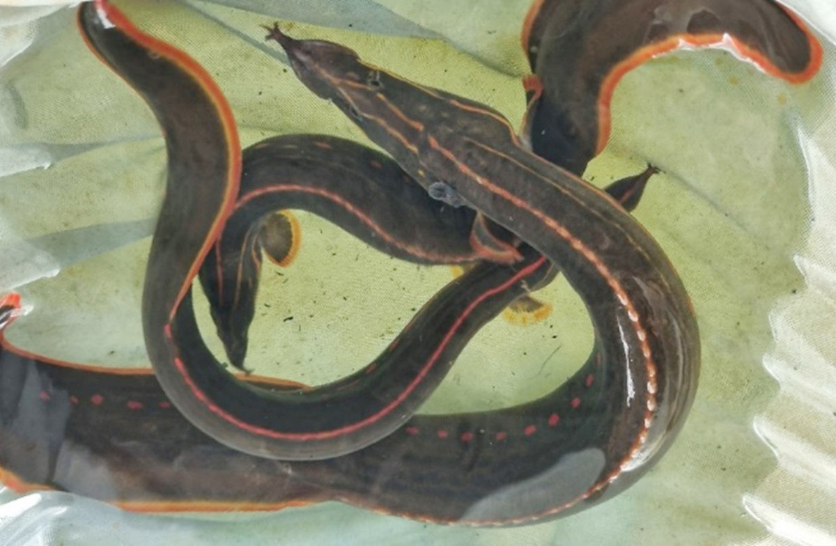 Cá chạch lửa quý hiếm ở miền Tây, giá bán hơn 1 triệu/kg Ca chach lua quy hiem o mien Tay, gia ban hon 1 trieu/kg