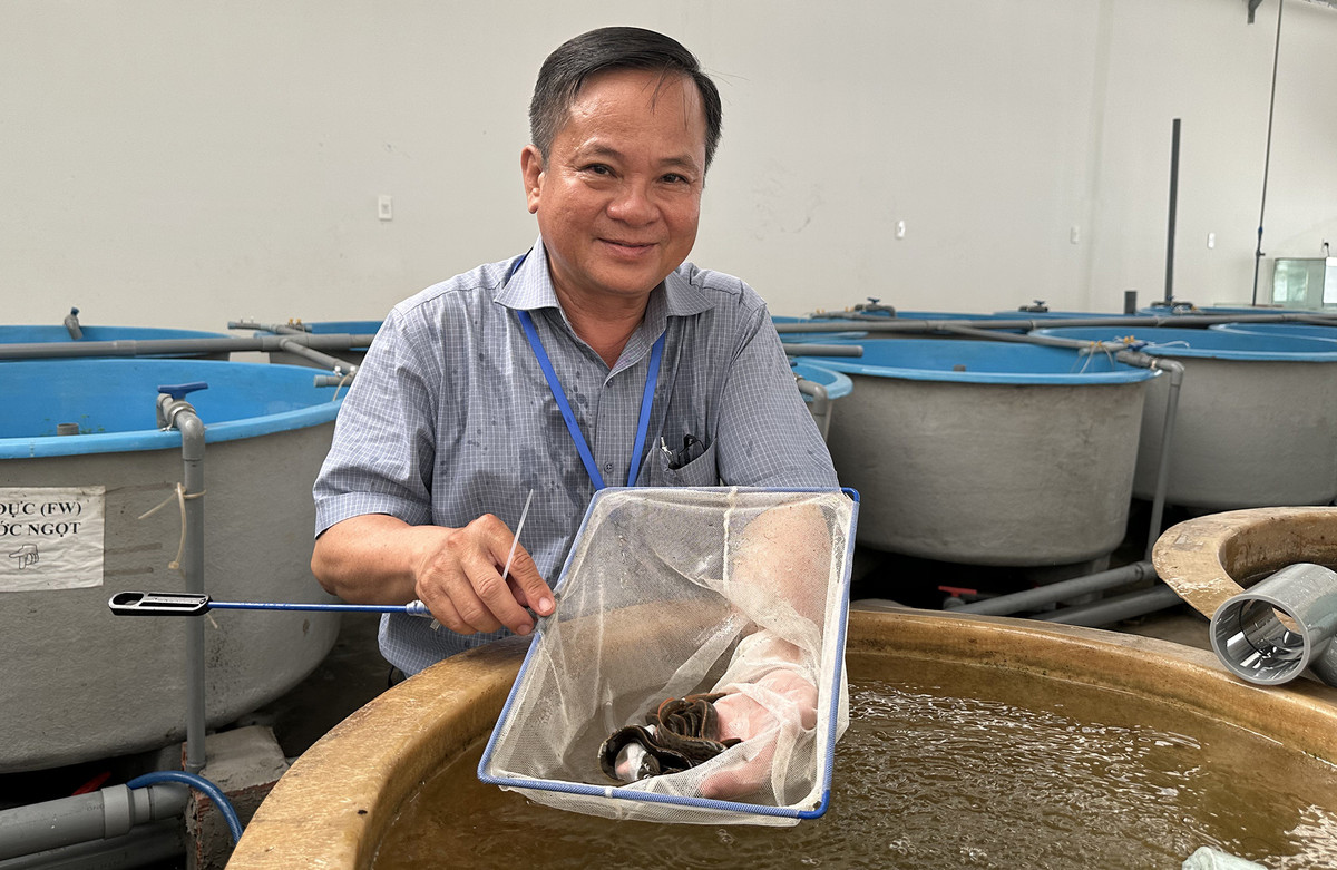 Cá chạch lửa quý hiếm ở miền Tây, giá bán hơn 1 triệu/kg - Hình 3 Ca chach lua quy hiem o mien Tay, gia ban hon 1 trieu/kg-Hinh-3