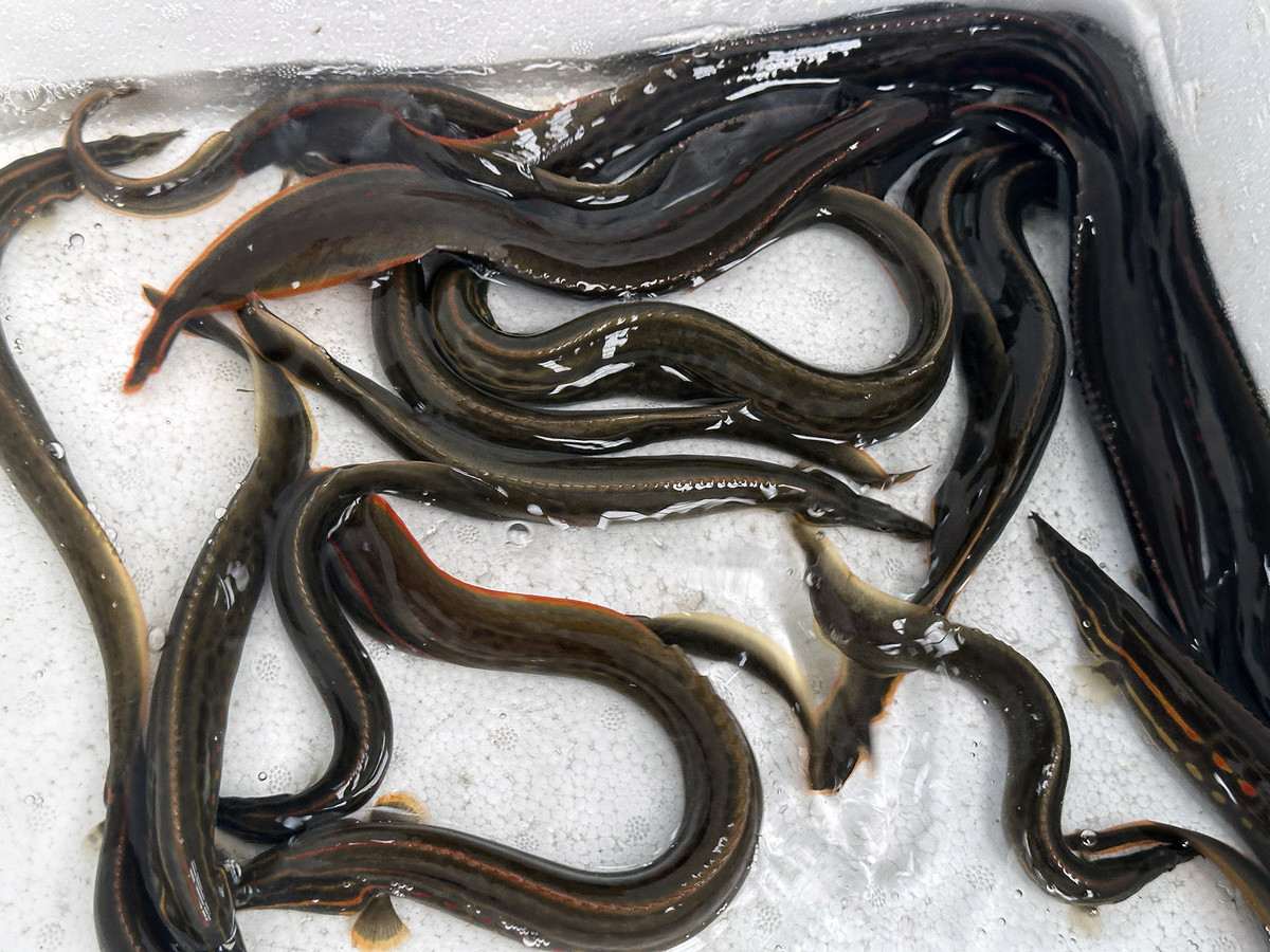 Cá chạch lửa quý hiếm ở miền Tây, giá bán hơn 1 triệu/kg - Hình 2 Ca chach lua quy hiem o mien Tay, gia ban hon 1 trieu/kg-Hinh-2