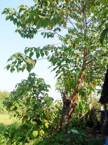 Nguyên liệu chính để làm ô ở Bo Sang là giấy Saa, được làm từ vỏ cây Sa, một loại cây được trồng ở Đông Nam Á, với các sợi dài giúp giấy giữ được độ bền cao hơn mà vẫn rất nhẹ. Ảnh: Cukurama.