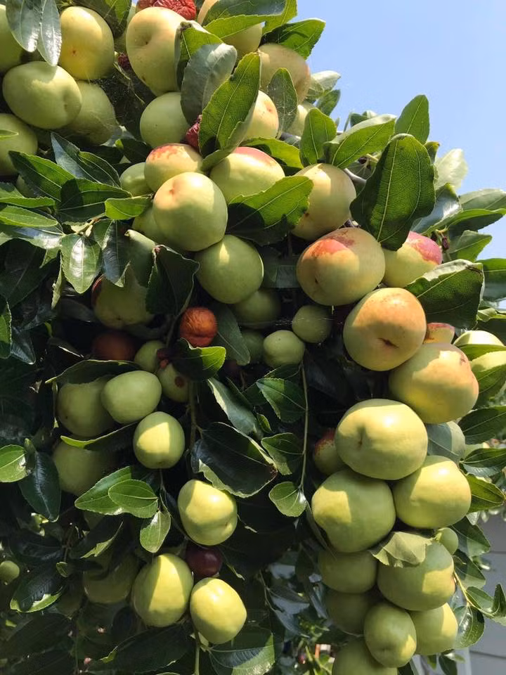 Có lẽ vì thế mà nhiều người thích trồng loại cây này trong nhà. Đặc biệt, cây táo còn có ý nghĩa "an khang thịnh vượng, phát tài phát lộc" nên các gia đình giàu có thường trồng trong sân để thu hút tiền của vào nhà.