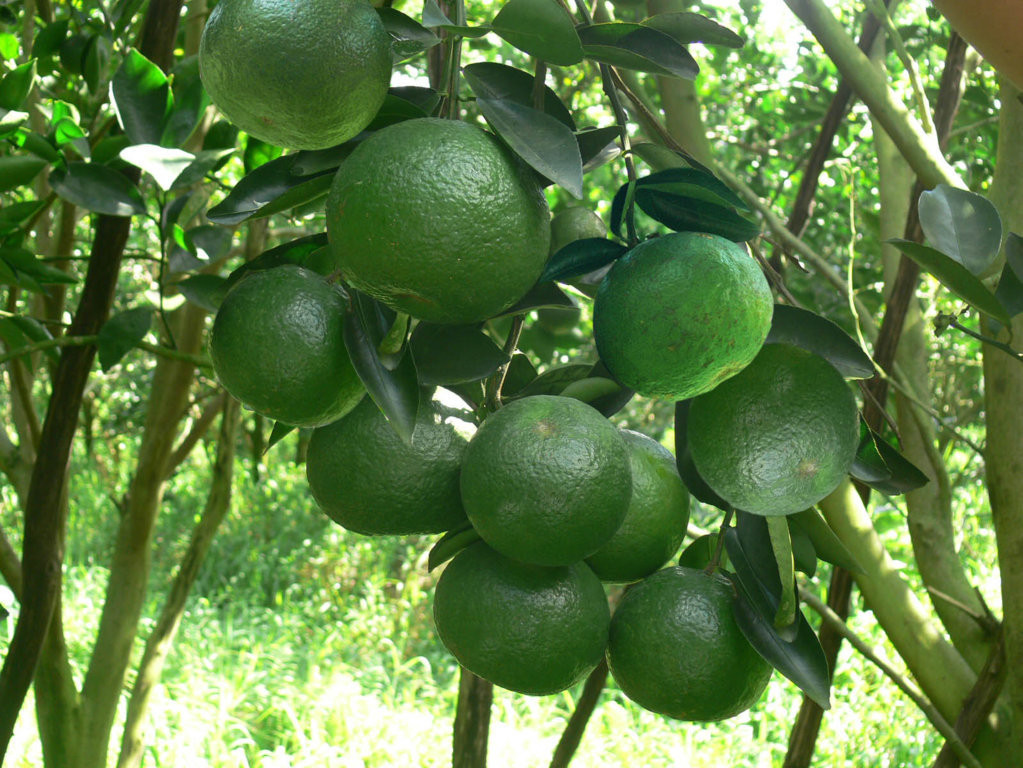 Cây thuộc họ cam, chanh: Sẽ không quá lời nếu nói những cây thuộc họ bưởi, cam, chanh... thường rất phù hợp để trồng trước nhà vì chúng có thể thu hút nguồn năng lượng tích cực, giúp gia chủ làm ăn ngày càng thuận buồm xuôi gió.