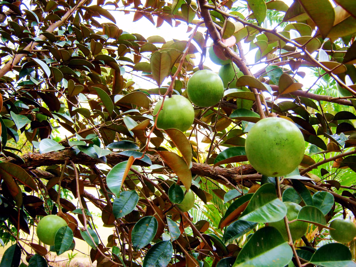 Không chỉ có ý nghĩa về mặt phong thuỷ, cây vú sữa còn có nhiều lợi ích khác như hút chất độc, bụi bặm, cung cấp oxy... nên bầu không khí xung quanh luôn mát mẻ, trong lành. Quả vú sữa có vị thơm ngon, chứa nhiều vitamin, khoáng chất và các chất dinh dưỡng tốt cho cơ thể. (*Thông tin trong bài mang tính tham khảo, chiêm nghiệm).