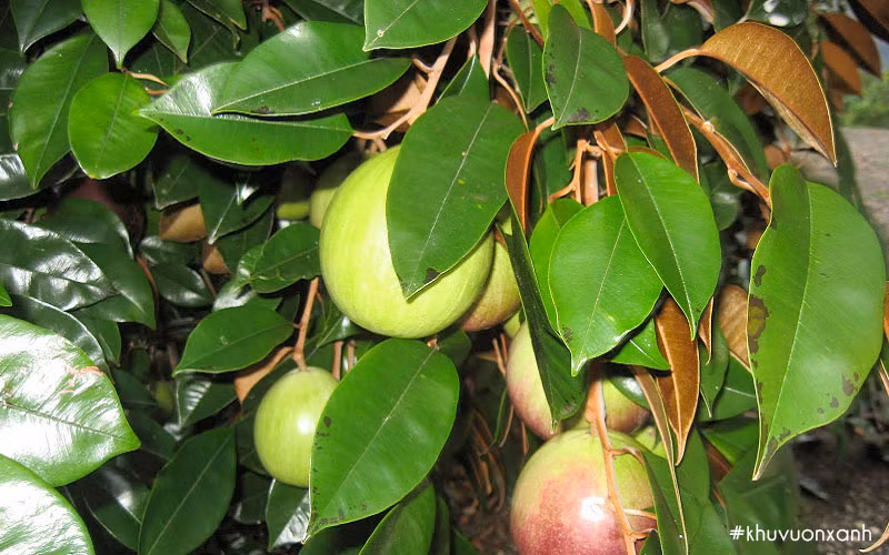 Cây vú sữa: Bên cạnh là một cây cho bóng mát, vú sữa còn có ý nghĩa tốt lành trong phong thuỷ. Cụ thể, trồng một cây vú sữa trước cửa nhà sẽ thu hút tài lộc, may mắn cũng như những điều tốt đẹp vào nhà. Vì thế, cây vú sữa cũng được xem như biểu tượng của sự chăm sóc, bảo vệ gia đình.