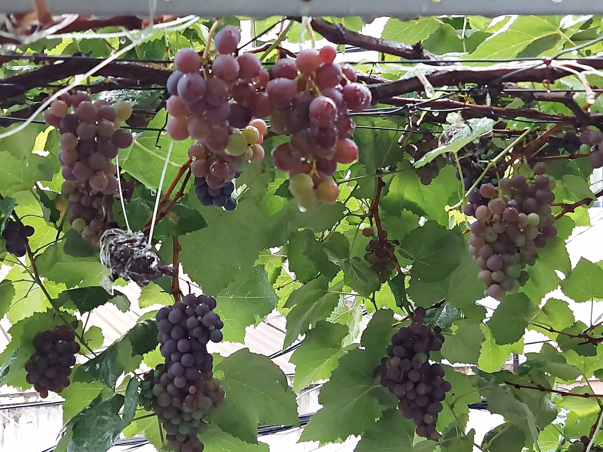 Đặc biệt, đây là loại trái cây mọc thành từng chùm nên có ý nghĩa gia đình đoàn tụ, viên mãn và đủ đầy. Nhờ vậy mà trồng nho trong nhà cũng giúp gia chủ kích hoạt nguồn năng lượng tích cực, làm gì cũng gặp may.