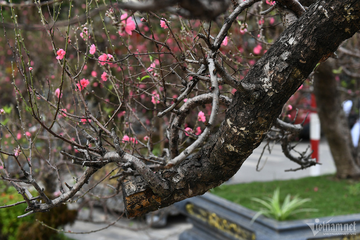 Sở dĩ giá thành cao là do chủ phải tốn công chờ đợi, thuê người chăm sóc ở trên miền núi cả chục năm, chưa kể thời gian cấy ghép tại Hà Nội.